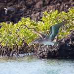 Pelican