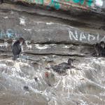 Flightless Cormorant