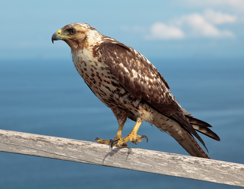 Galapagos Hawk