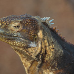 Land Iguana