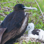 Frigate Bird
