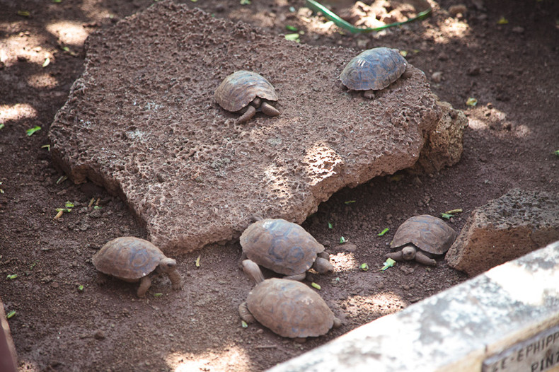 Turtle
