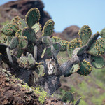 Prickly Pear Cactus